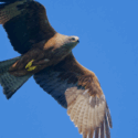 Un mois de mai au rythme des oiseaux