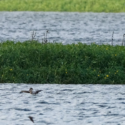 Un afflux de Flamants roses en Haute-Garonne à l’automne 2025