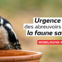 Des abreuvoirs pour la faune sauvage !