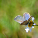 ORE : protéger la biodiversité durant 99 ans